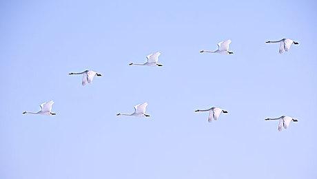 《Near-Death-Expedition》Steam页面 12月30日发售